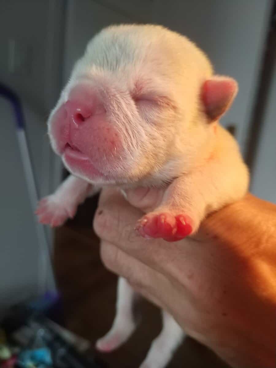 Premium Pocket Bully Puppies – Males & Females image 7