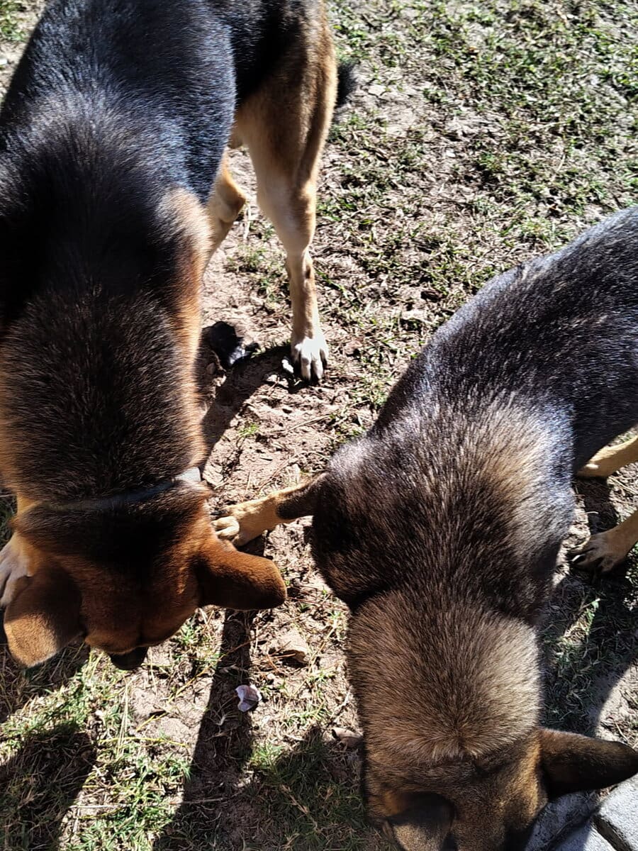 German Shepherd image 6