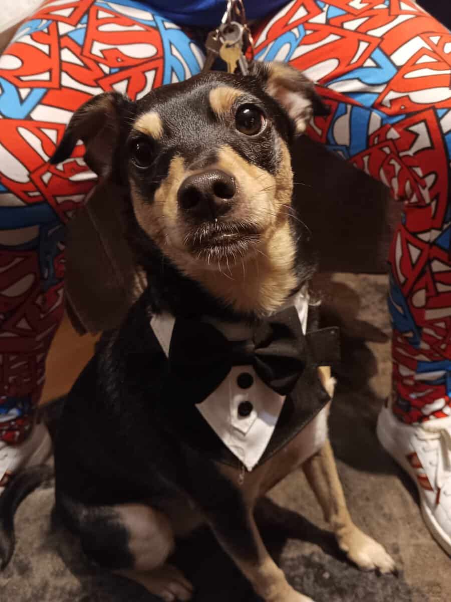 Rehoming this 5yr old Chihuahua mix image 2