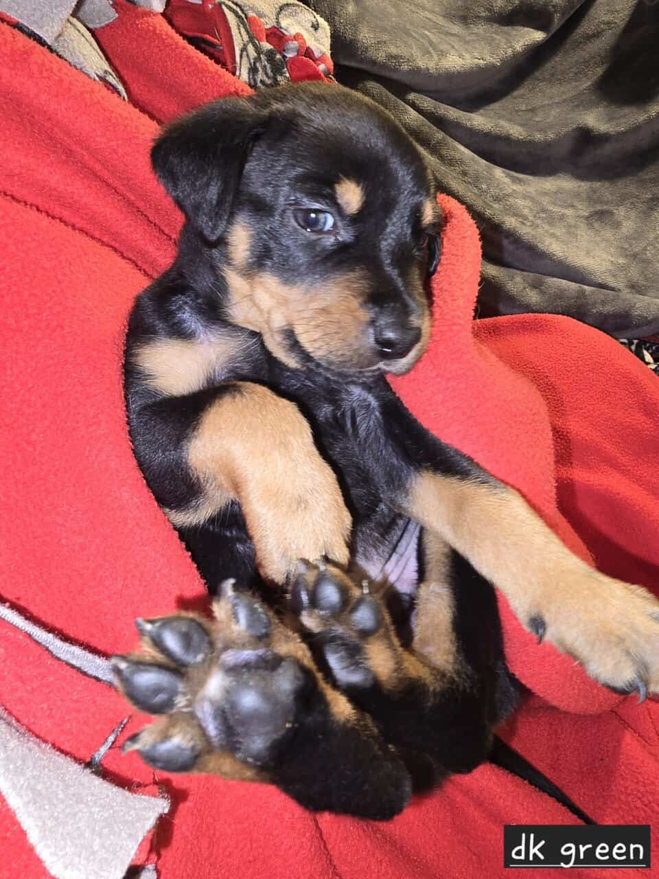 Borderweiler puppies available 11/21 image 1