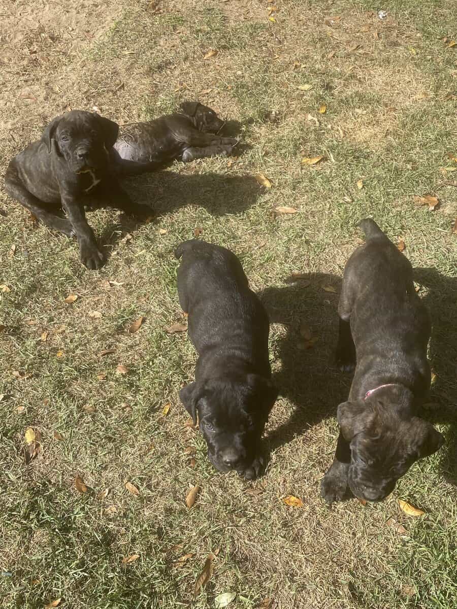 Cane Corso Puppies image 9