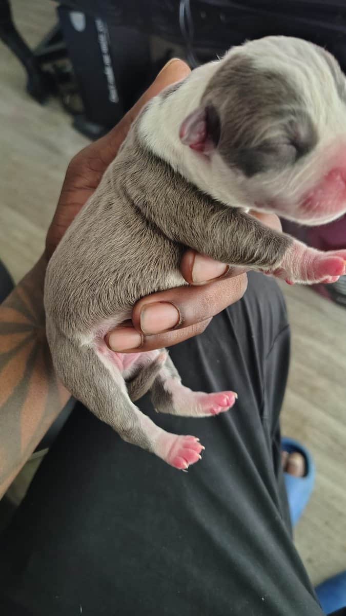 brand new bully pups born sun. 16th image 4