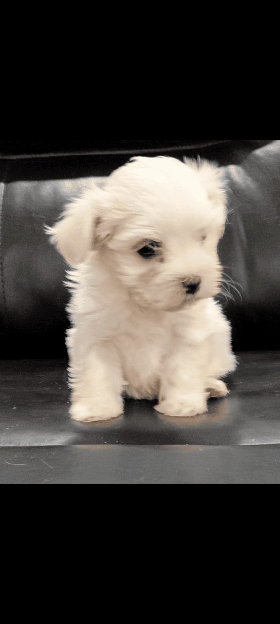 Maltese Holiday Puppies Available image 5