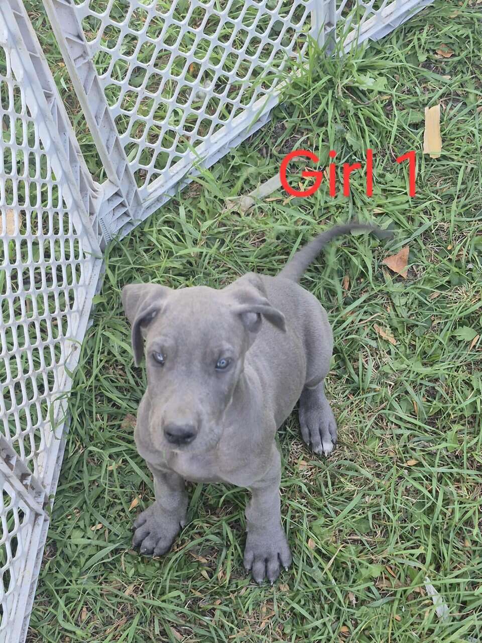 Great Dane image 3
