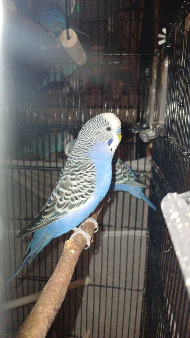 4 Dark blue friendly male budgies (35 ea.) image 5