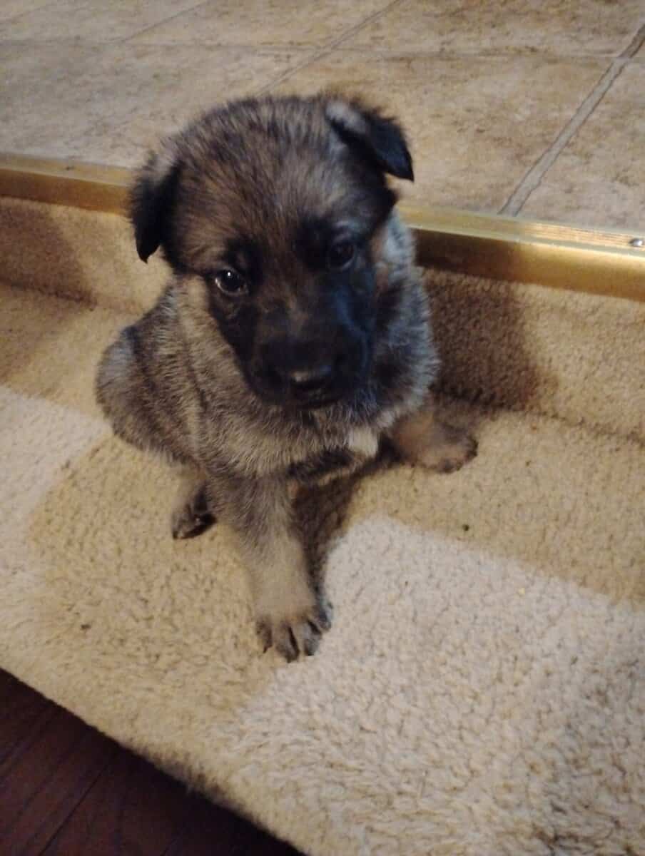 AKC German Shepherd puppies image 2