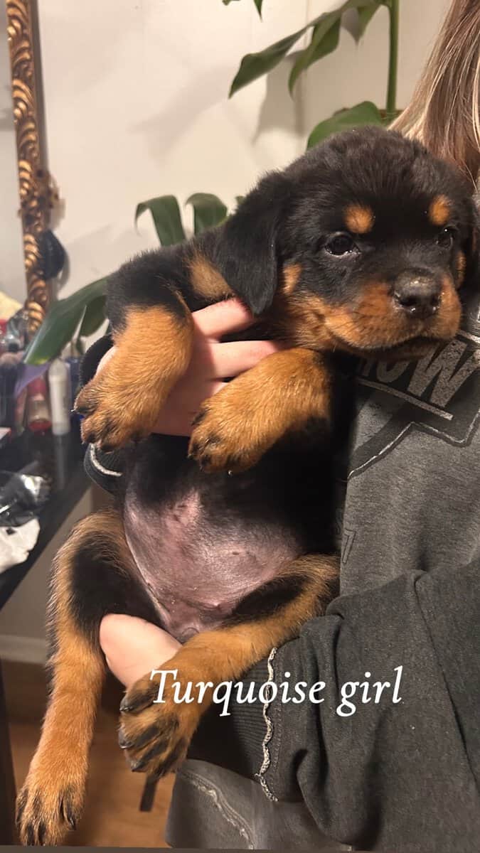 Rottweiler puppies image 3