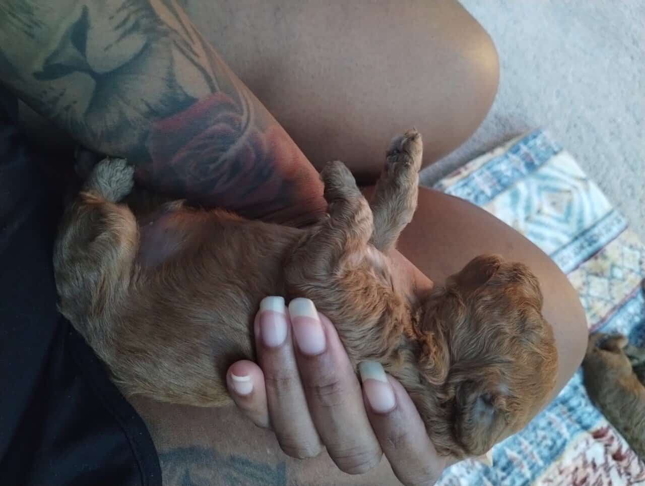 Cavapoo puppies! Ready for you to love! image 4