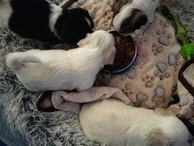 GORGEOUS COTON PUPPIES