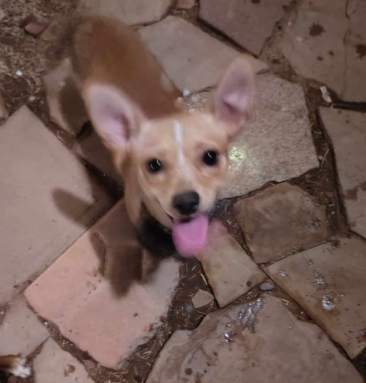 Male 1 year image 1