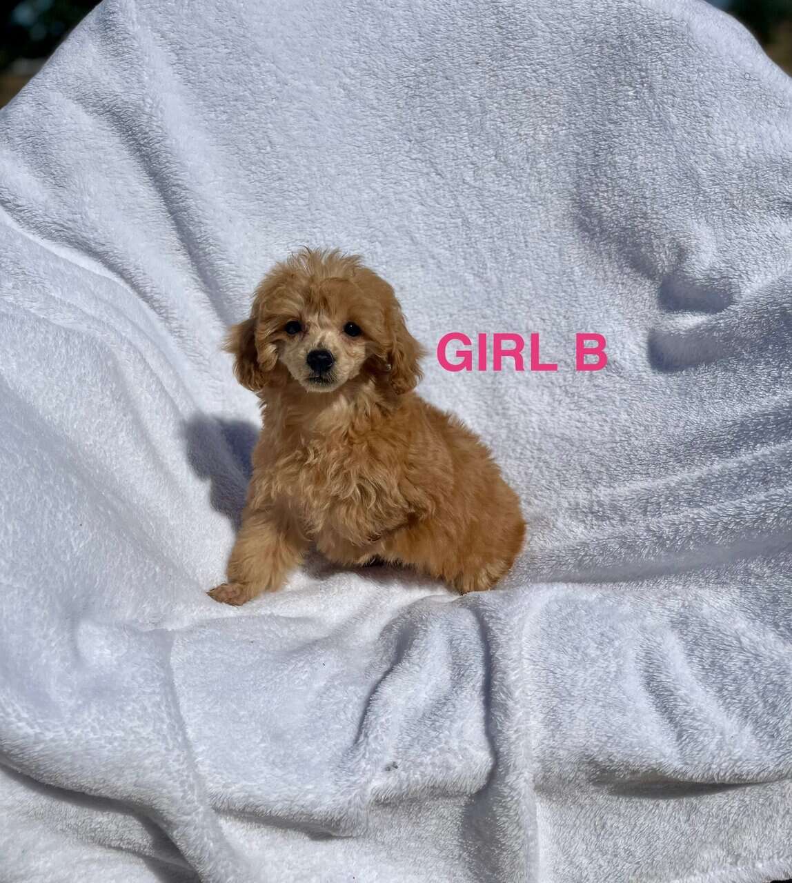 Toy Poodles DNA checked mom and Dad on Site image 4