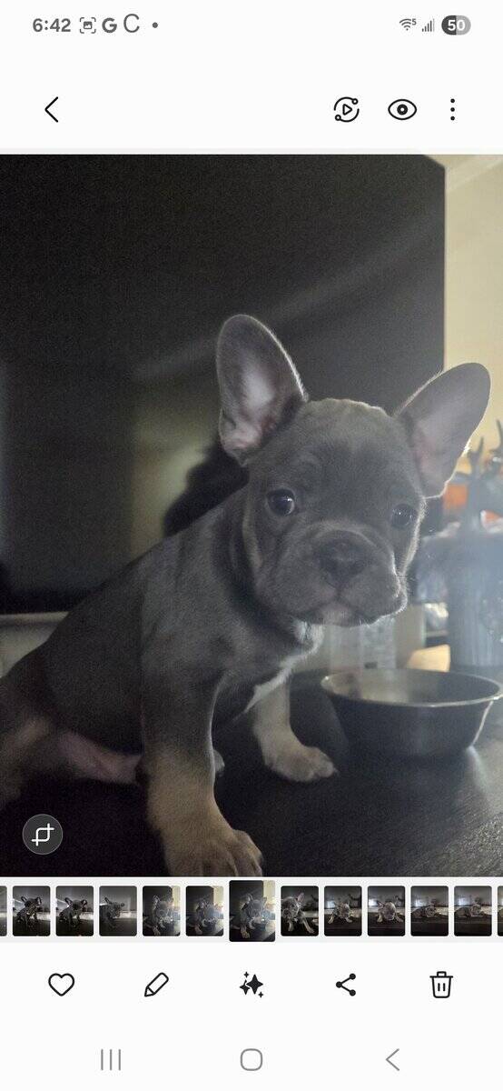French Bulldog Puppies image 4
