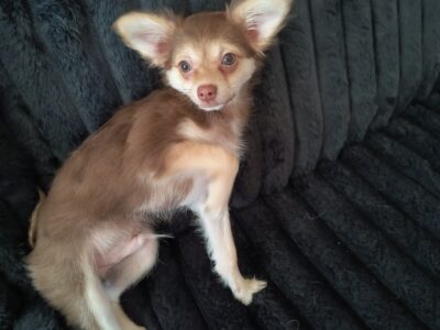 Puppy looking for forever home