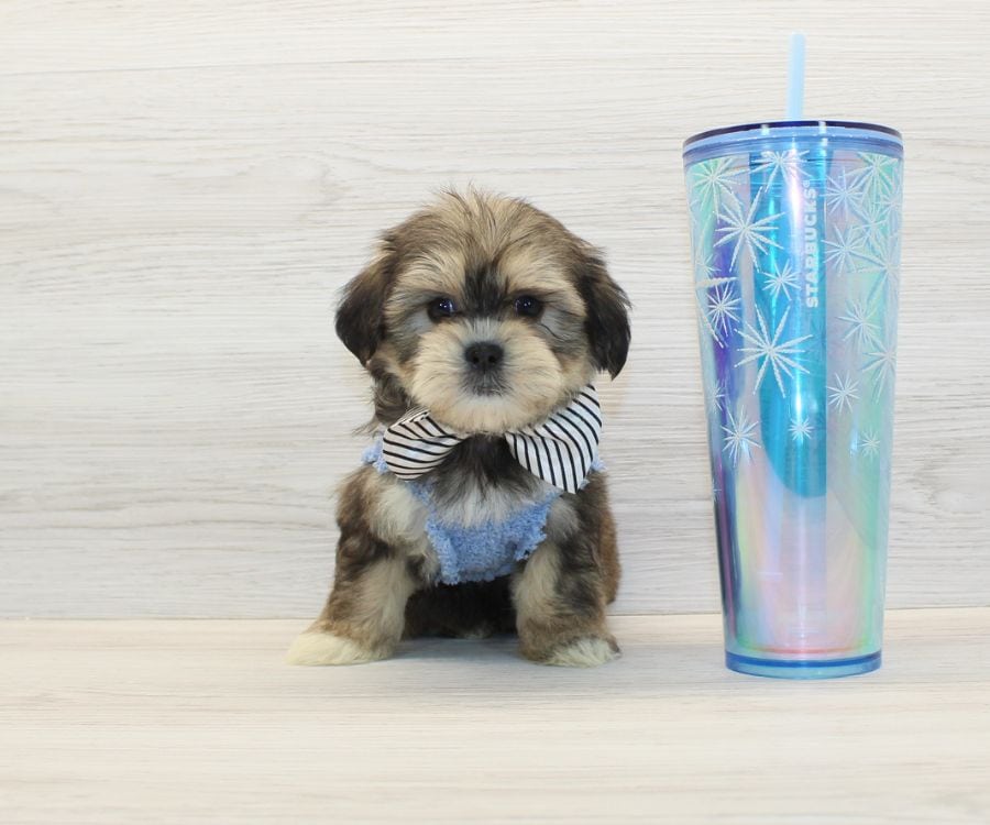 Shorkie Puppies For Sale image 3