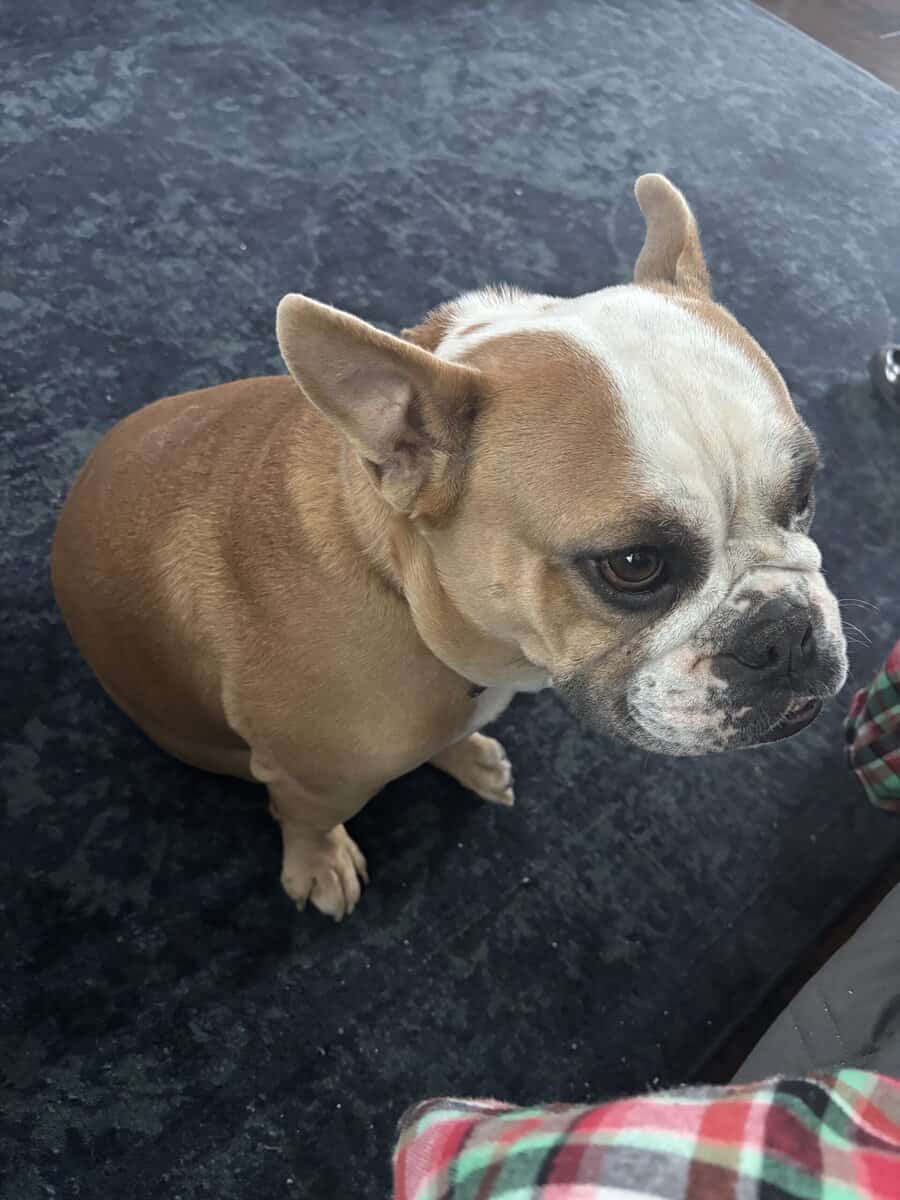 Rehoming Freelance Bulldog to loving home image 2