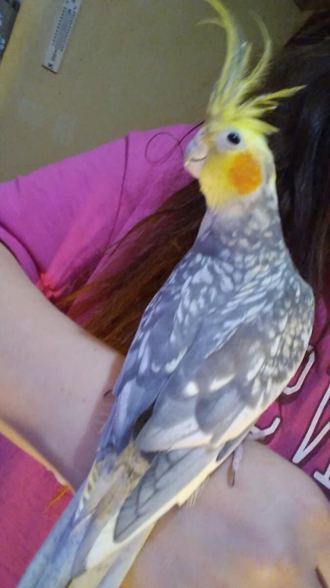 Friendly Male Cockatiel image 3