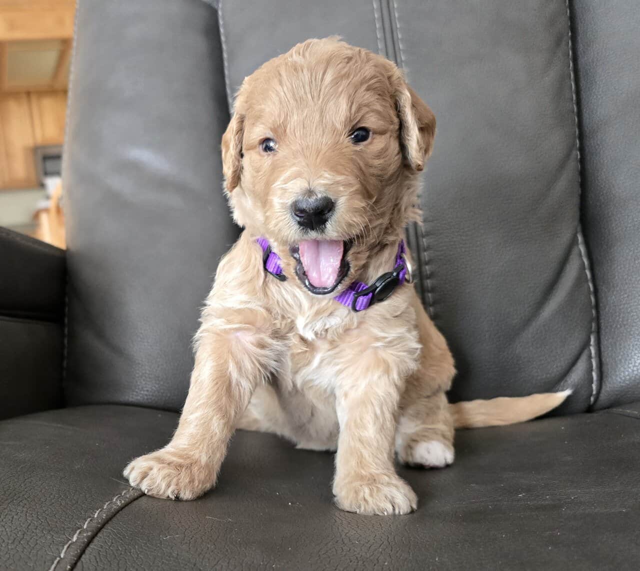 Golden Bernadoodle Puppies image 1