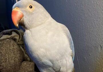 Indian Ringneck Parakeets