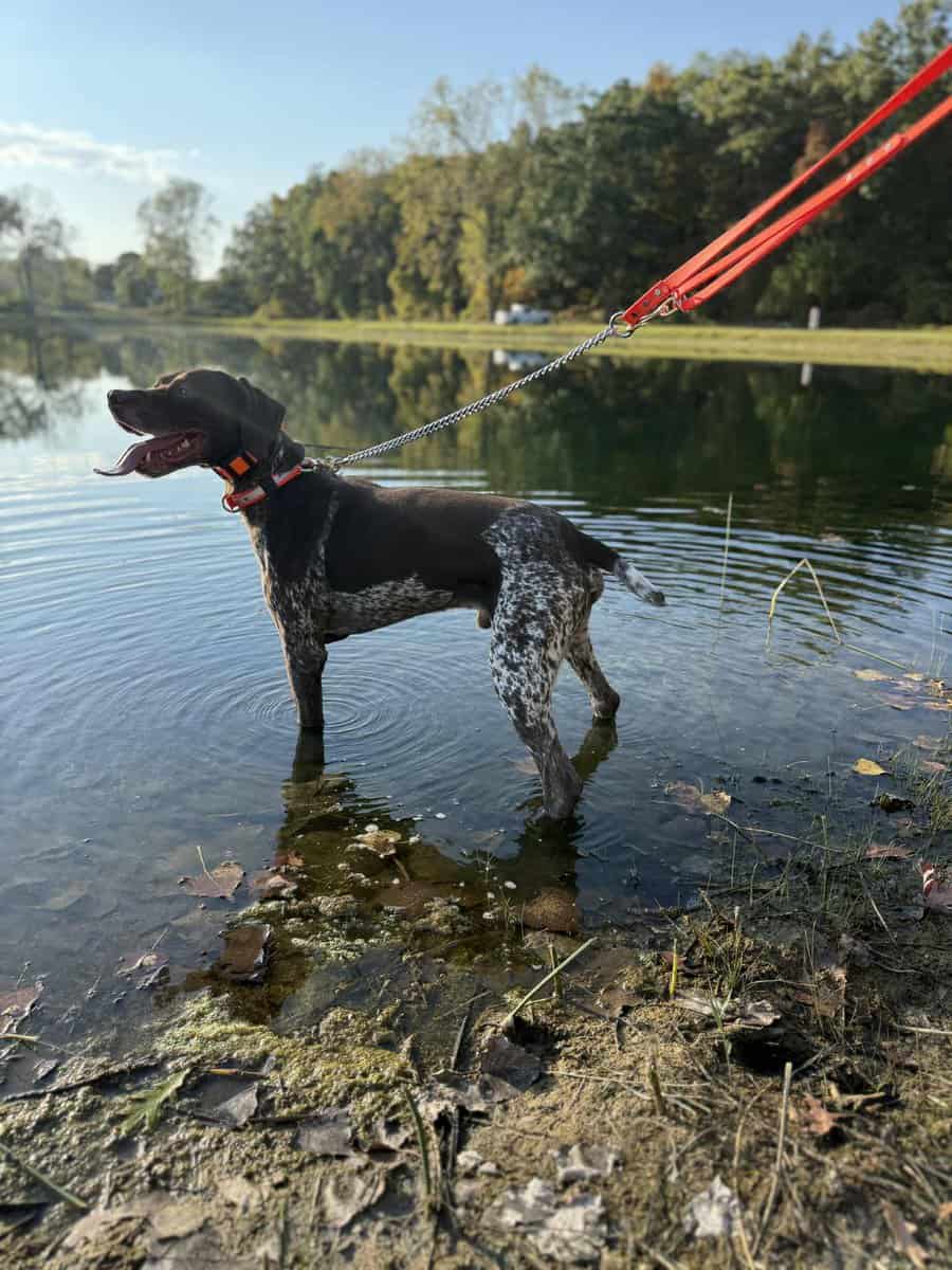 German shorthaired pointer puppies image 3