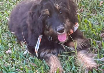 Remi – F1 Mini Aussiedoodle