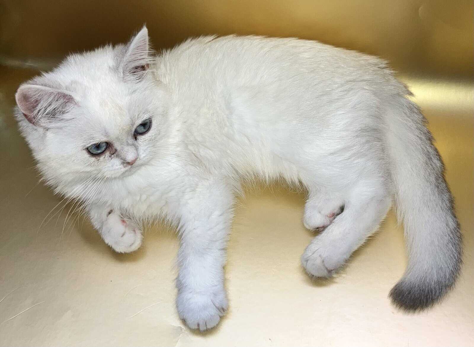 Silver chinchilla British shorthair female wcf image 1