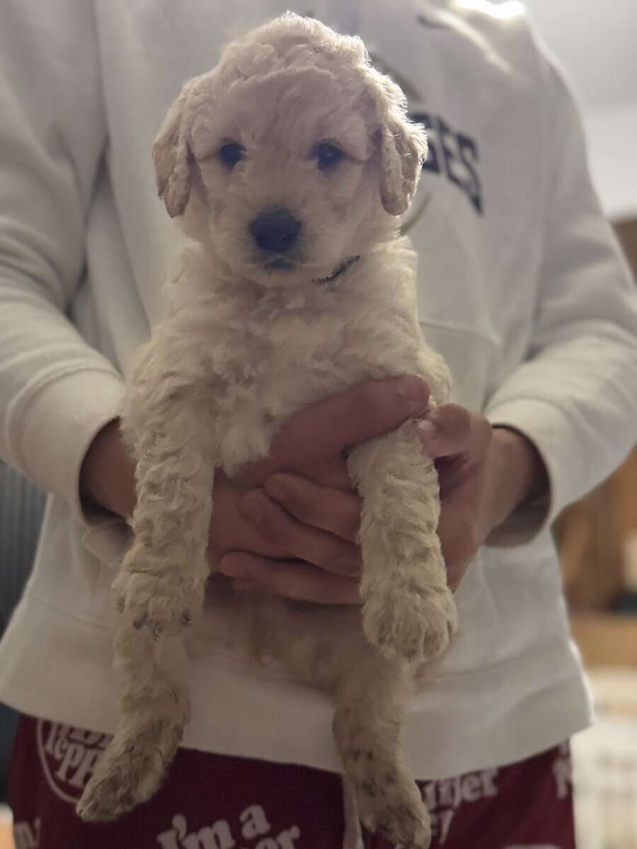 Santa’s Goldendoodle elves image 3