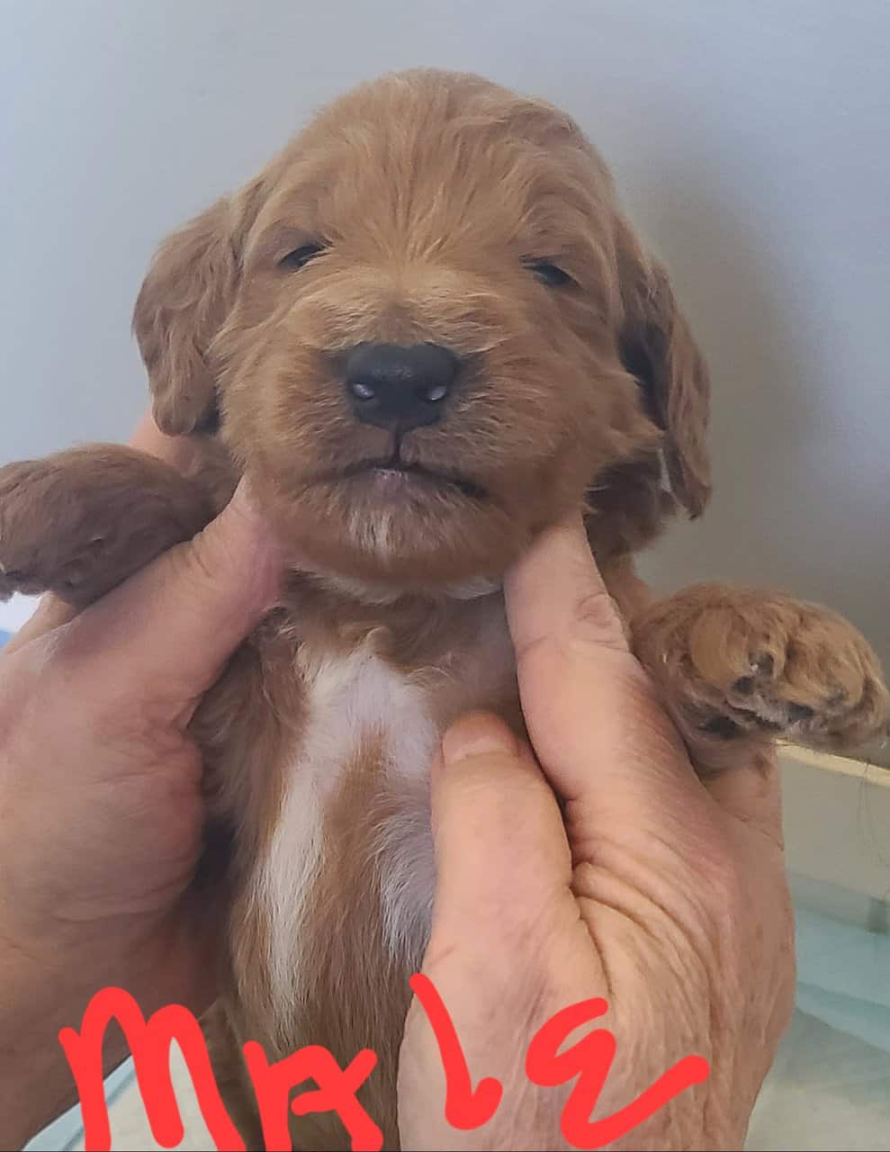 F2b Goldendoodles image 3