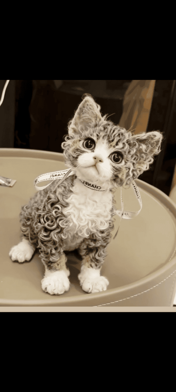 Beautiful female Devon rex kitten image 1