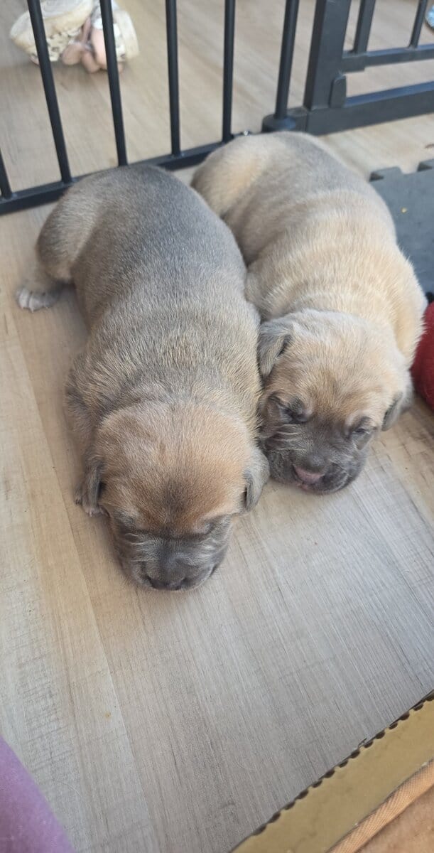 PURE CANE CORSO PUPS🐾 image 10