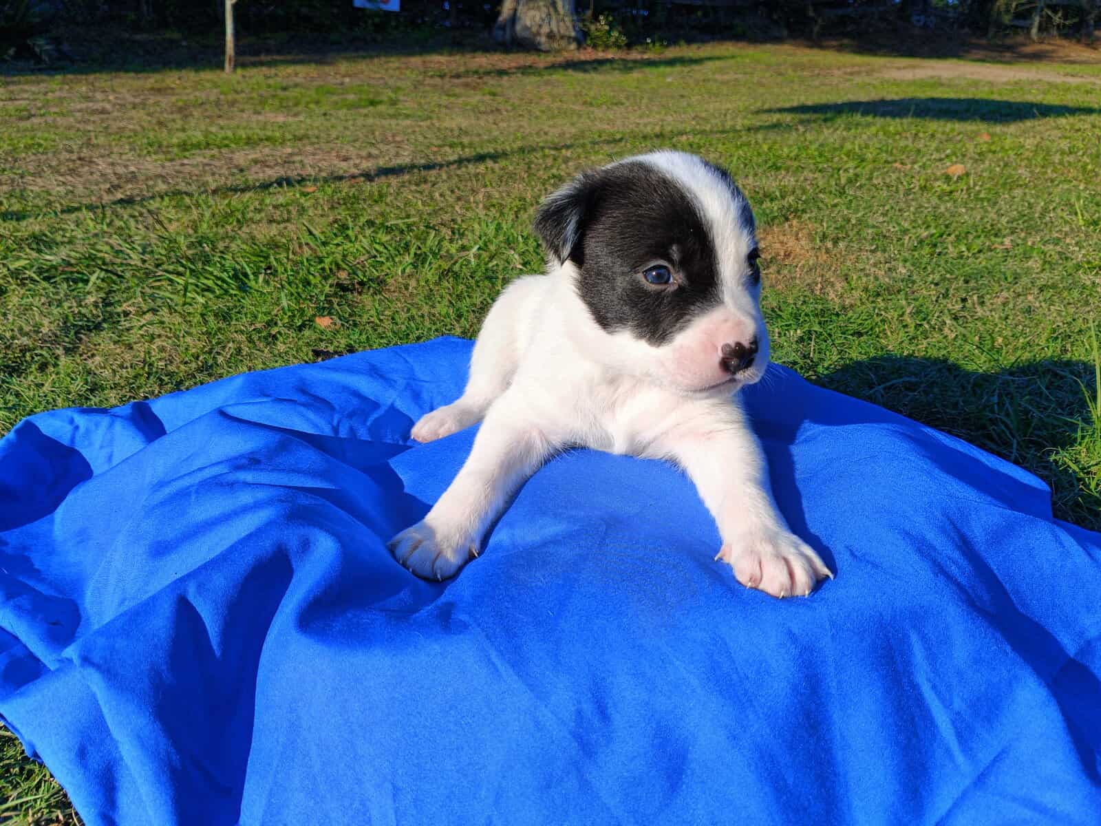 Puppy Power image 1