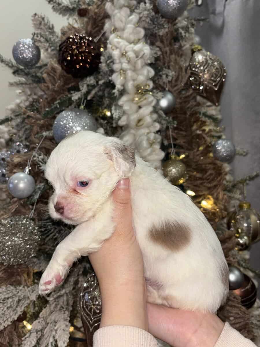 English Cocker Spaniel/French Bulldog Mix Puppies image 11