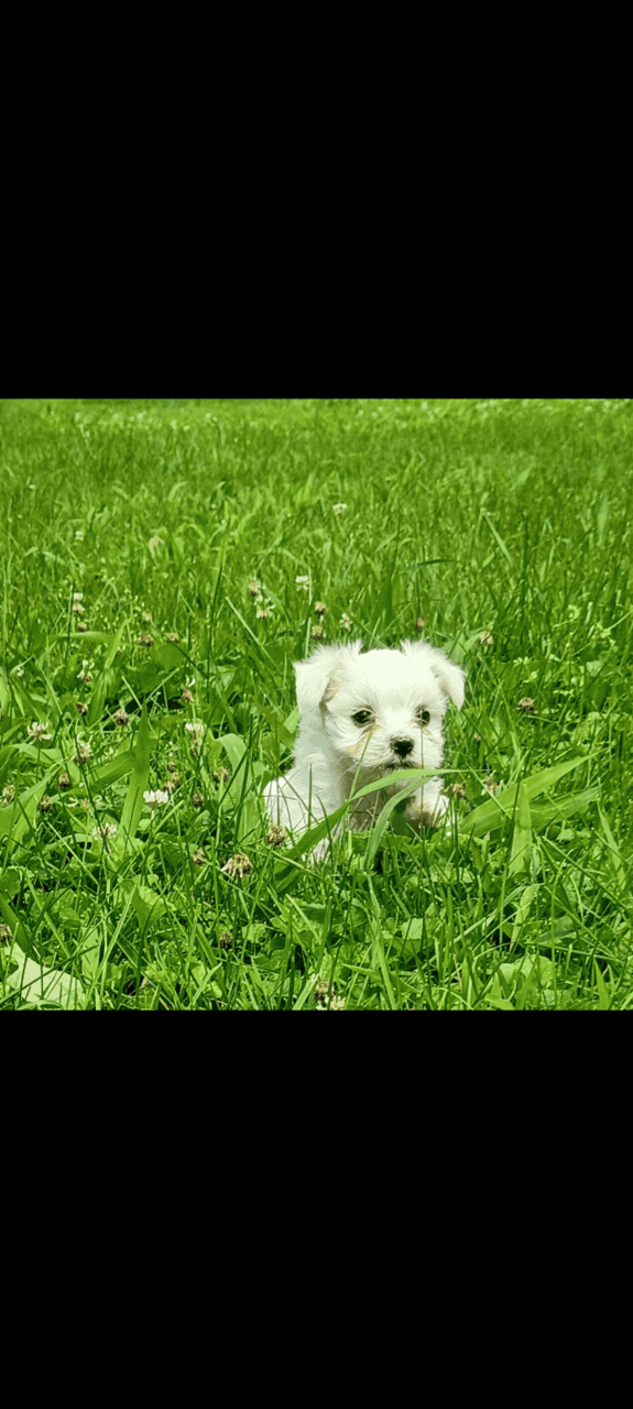 Maltese Holiday Puppies Available image 6
