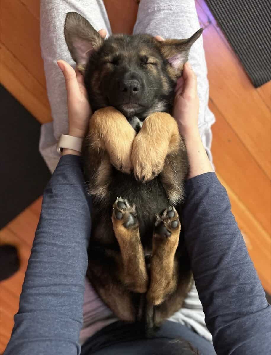 German Shepherd image 3