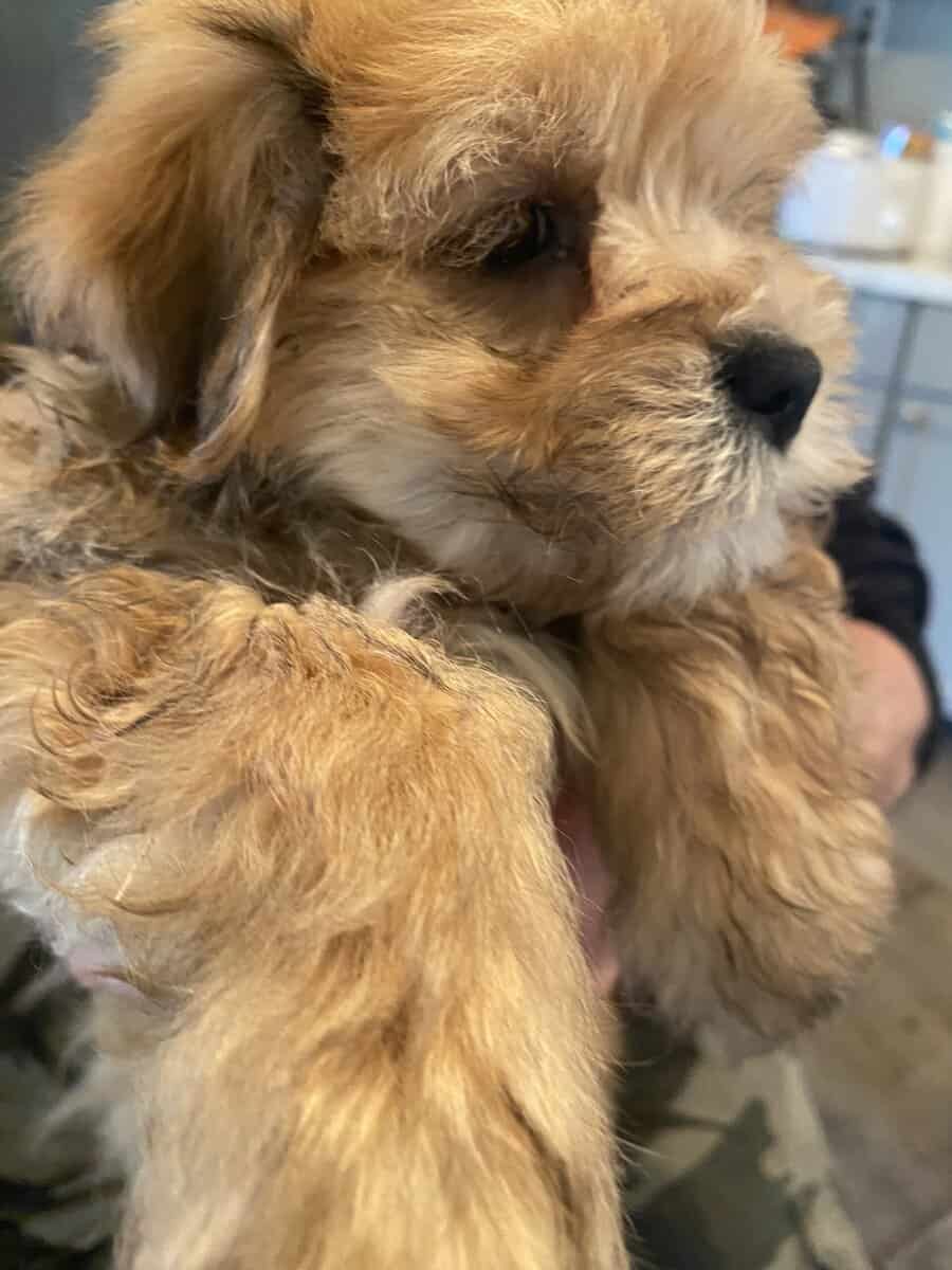 Beautiful Malshi puppy image 1