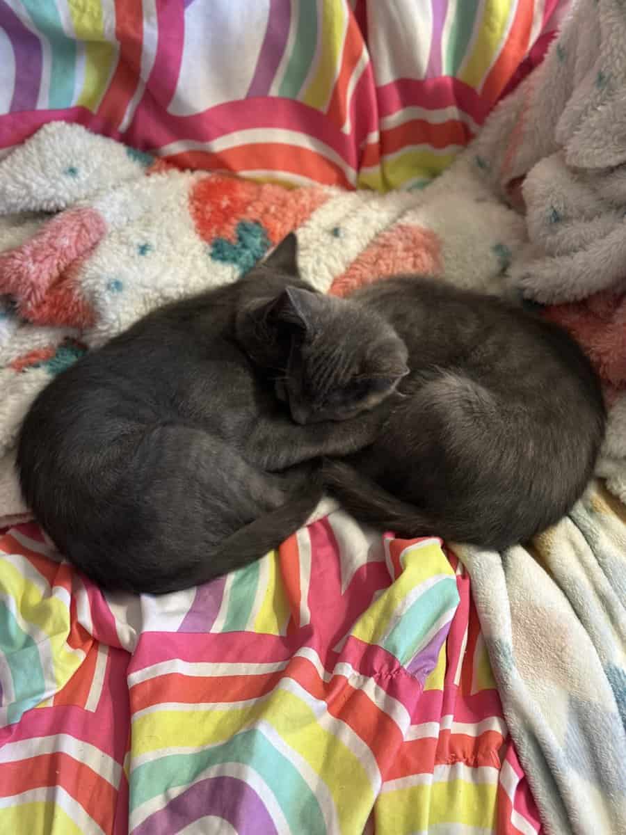 Kittens need a home image 6
