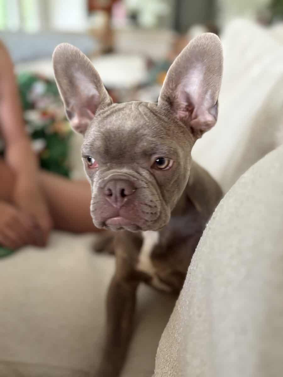 Frenchton for sale image 2