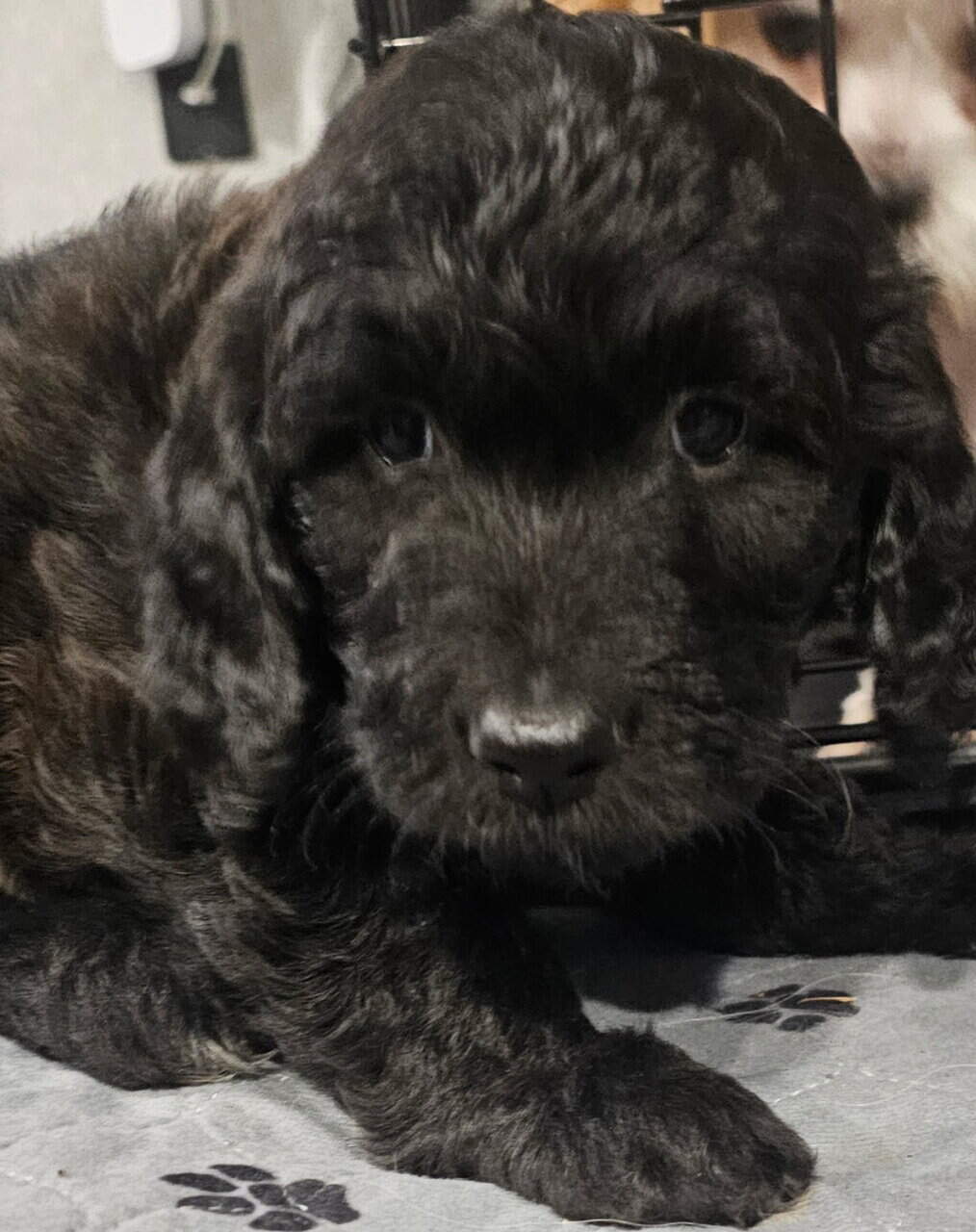 Goldendoodle puppies image 2