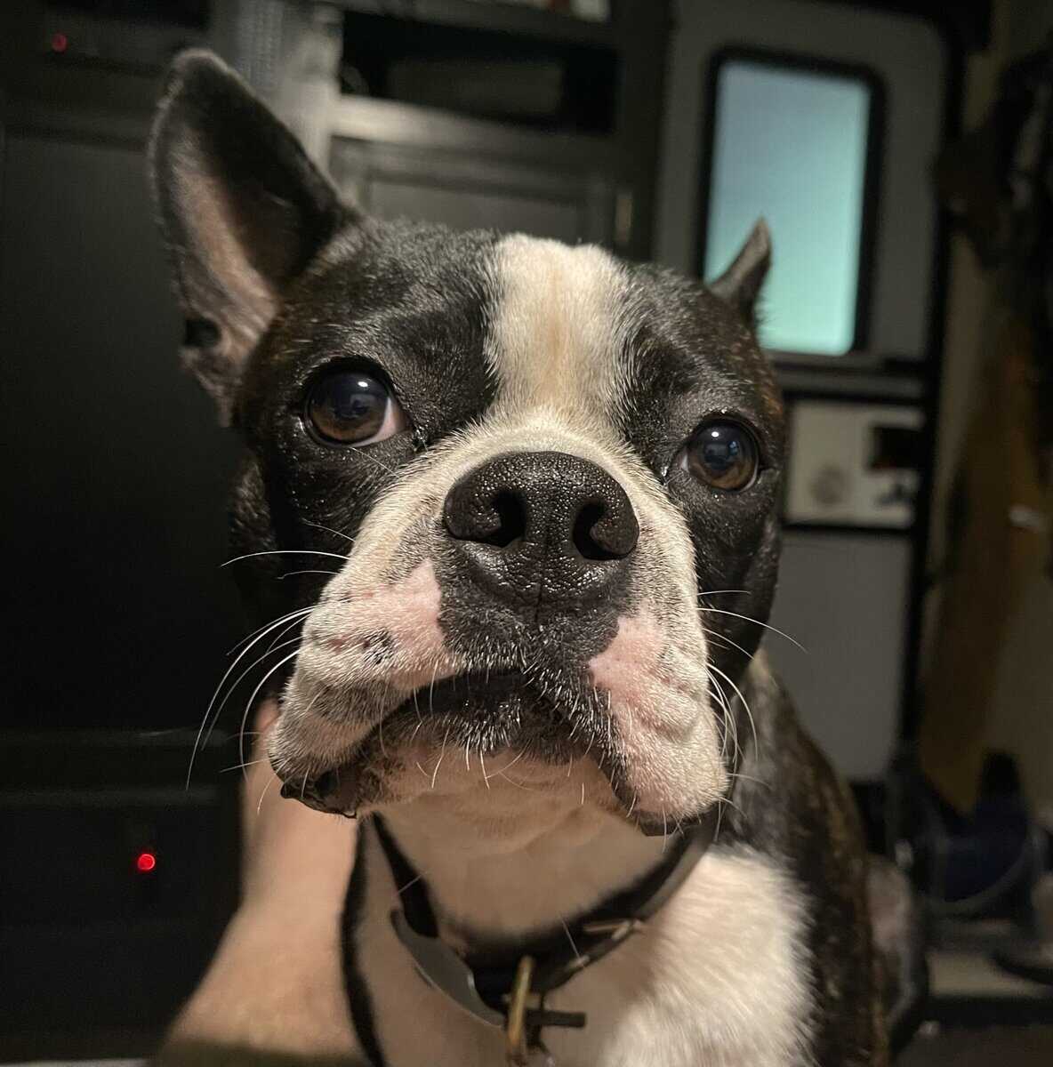 Rehome male Boston Terrier image 5