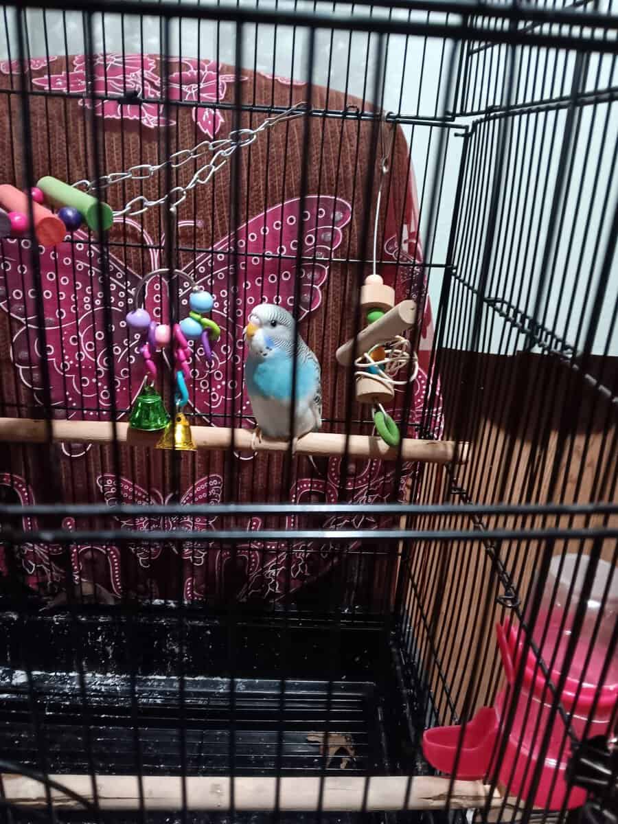 Baby blue female young parakeet image 1