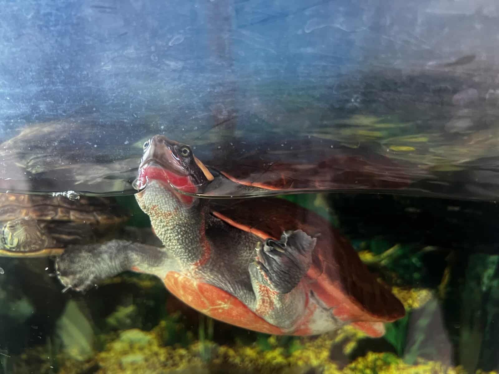 Turtles lost there mom to cancer image 17