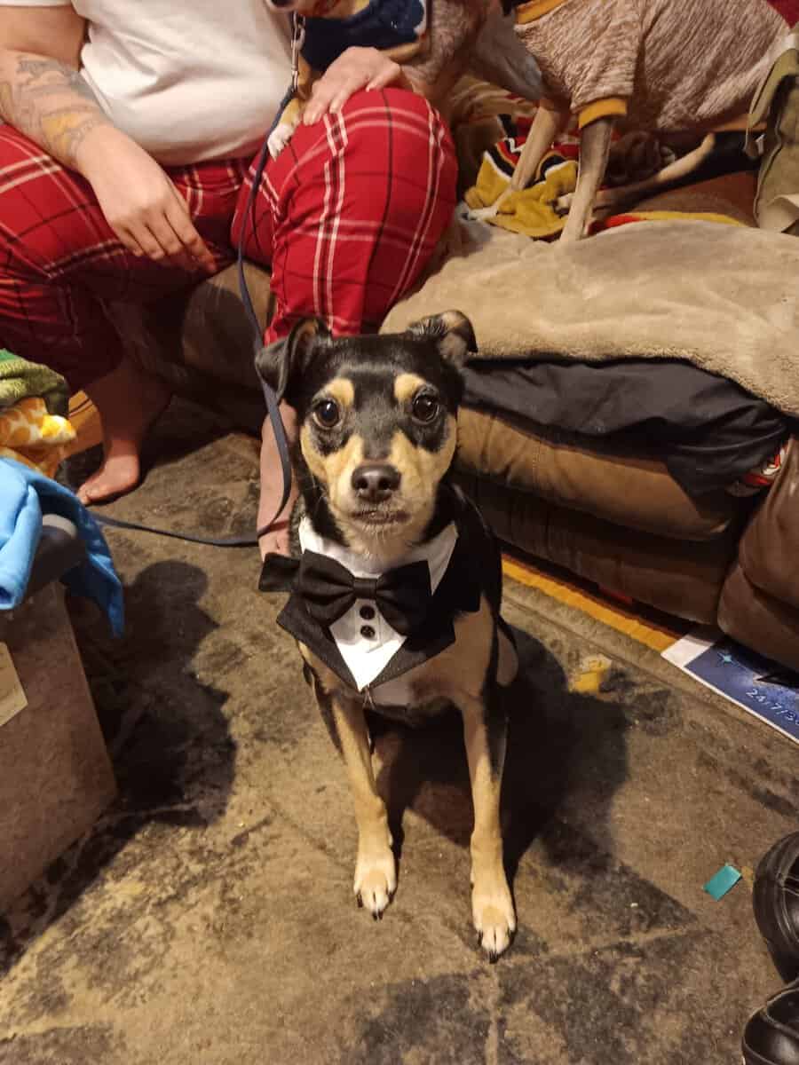 Rehoming this 5yr old Chihuahua mix image 1