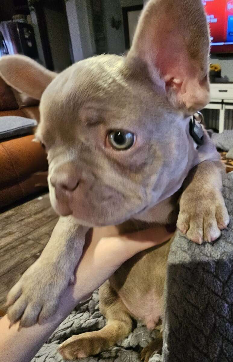 Frenchie's image 2