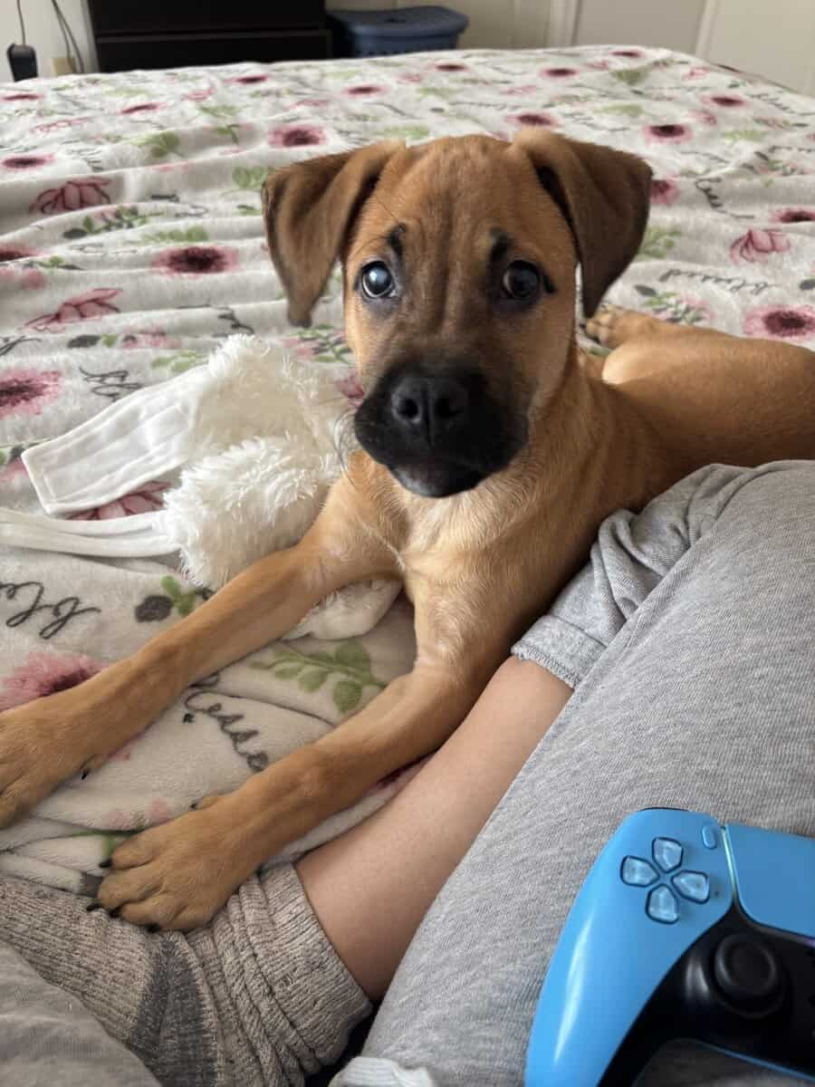 Female German/Lab Mix image 2
