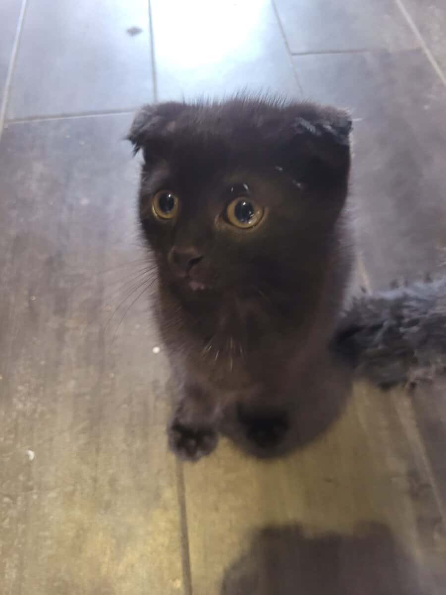 Scottish Fold kitten image 2
