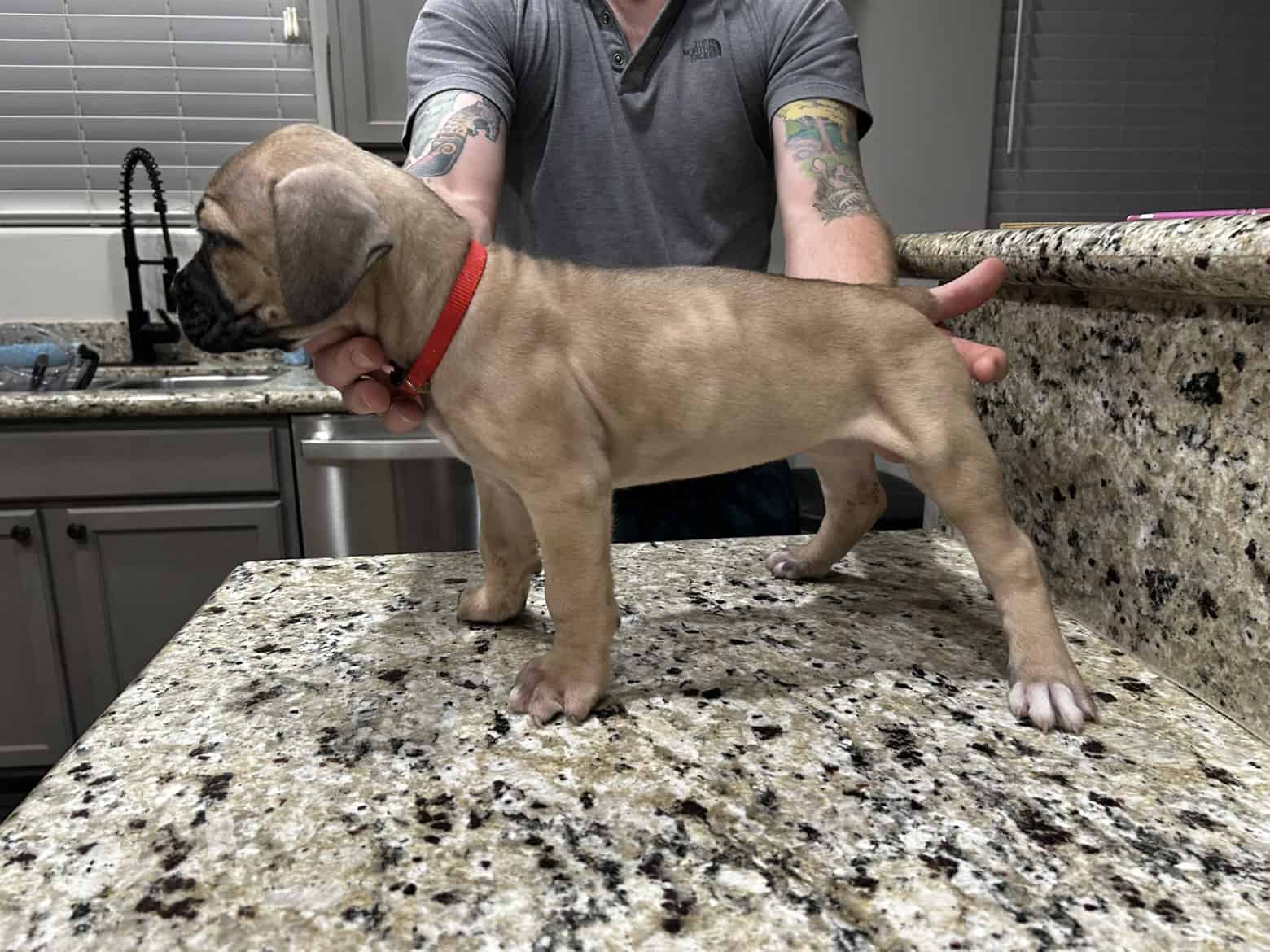 CCC's Kennel Cane Corso Puppies image 12