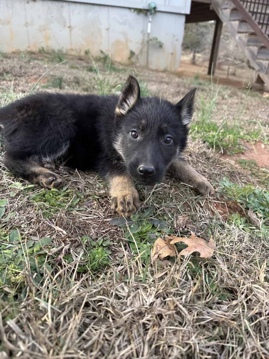 Still available - Purebred German Shepherd Puppies image 16