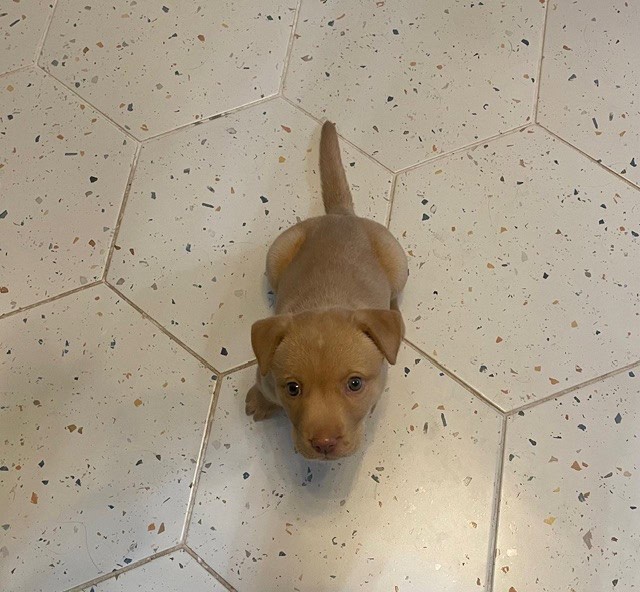 Rehoming Female Puppy image 3