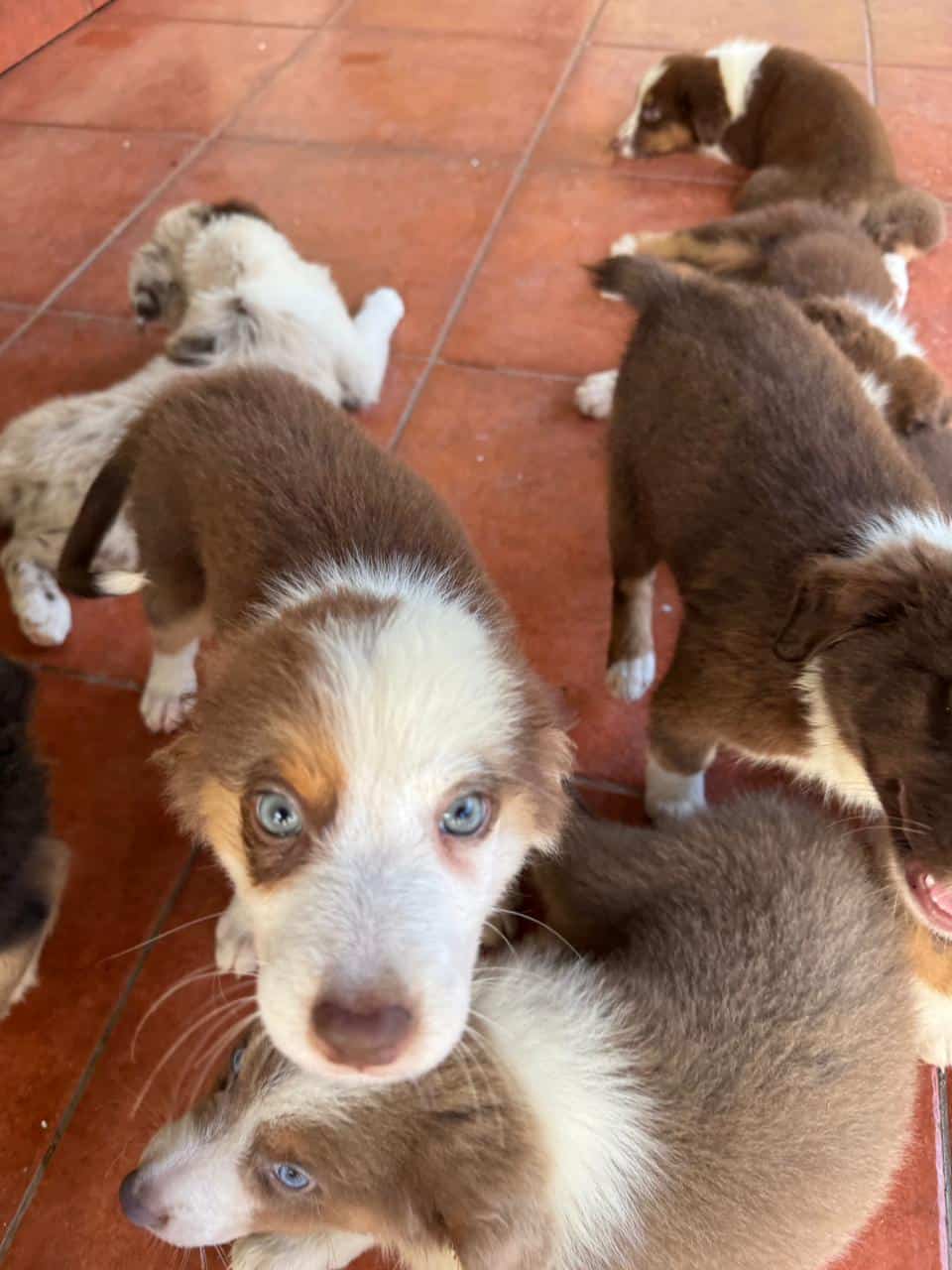 Australian Shepherd image 1