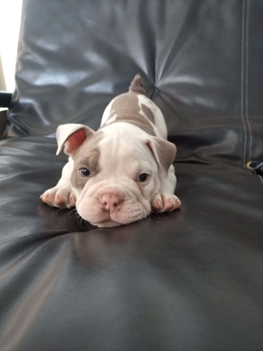 Pocket Bully Puppies • Exotic Colors • Registered image 7