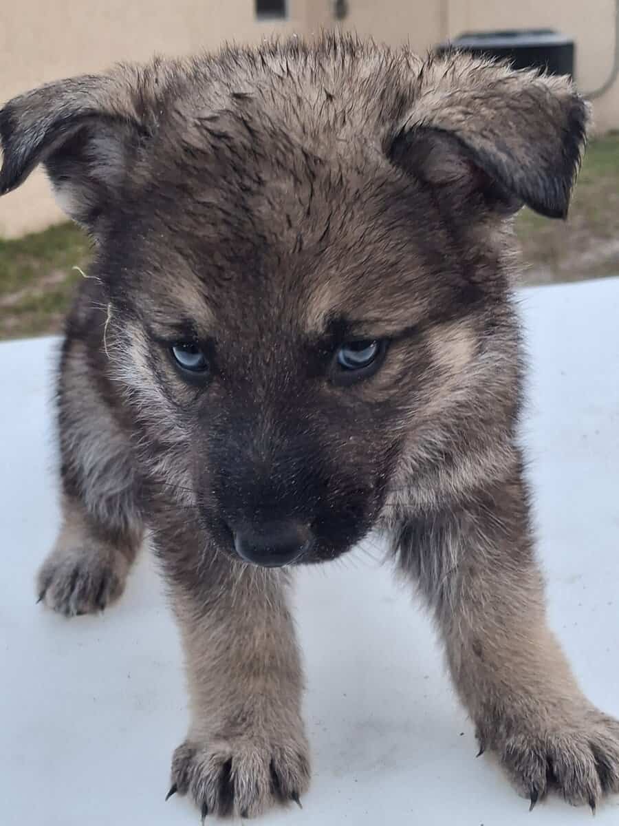 German Shepherd image 2